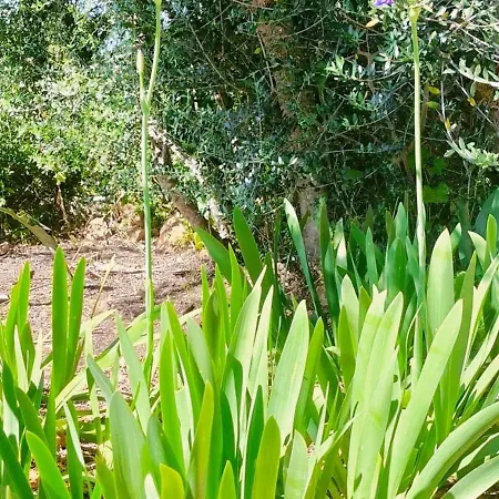 Holiday home Farm A Do Alho, Herdade Do Funchal *