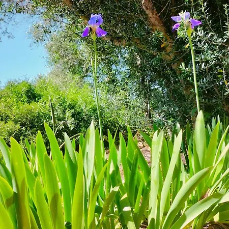 Holiday home Farm A Do Alho, Herdade Do Funchal *